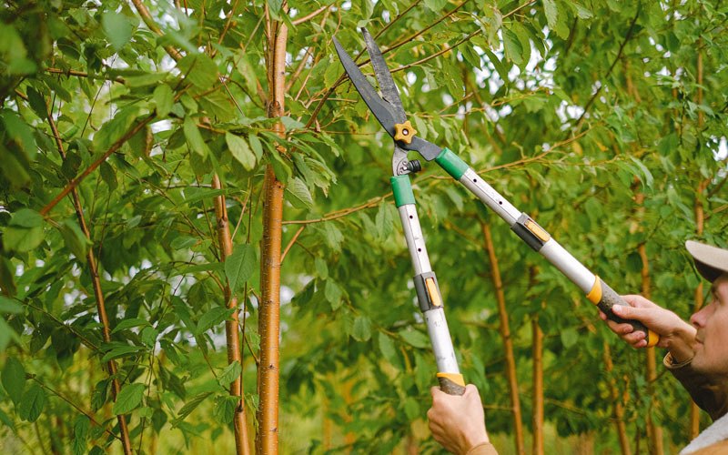 Tree trimming in Neola, IA